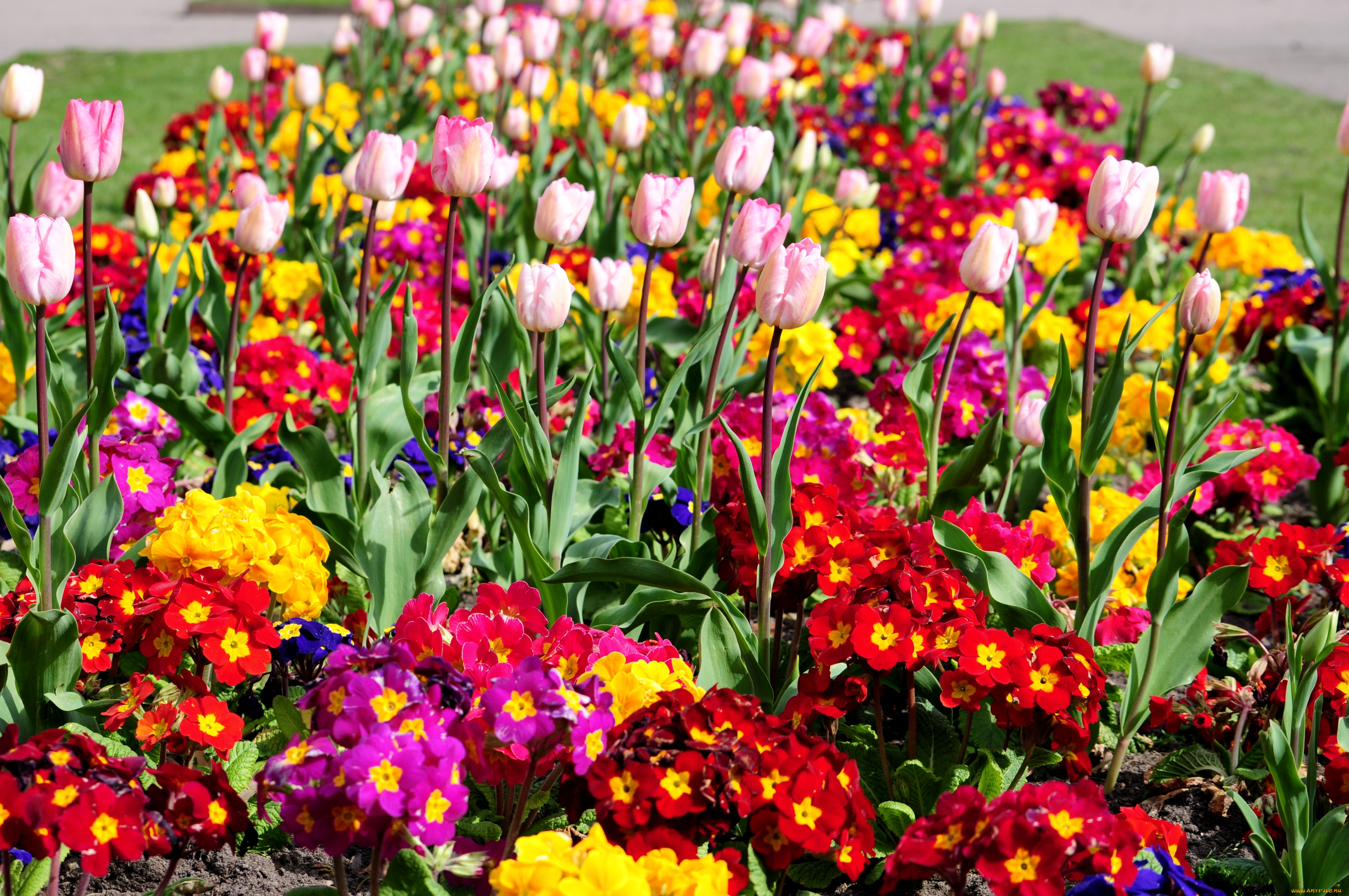 Май ярких цветов. Весенние первоцветы тюльпан. Однолетние тюльпаны. Однолетки к тюльпанам. Ирисы голландские луковичные.